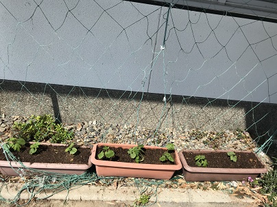 植えて1週間