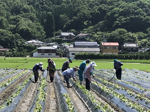 芋畑　１