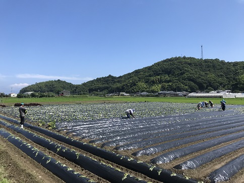 芋畑　２