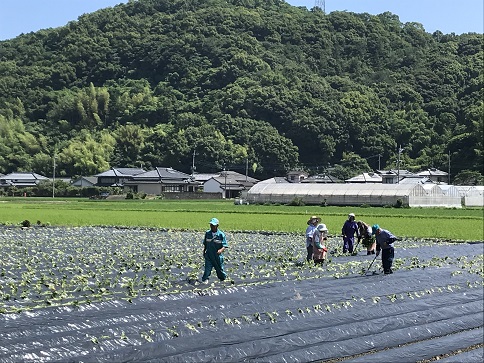 芋畑　３