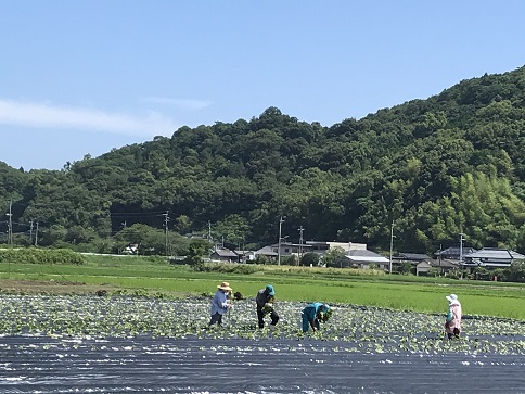 芋畑　４