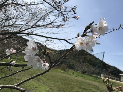グラウンド桜　２