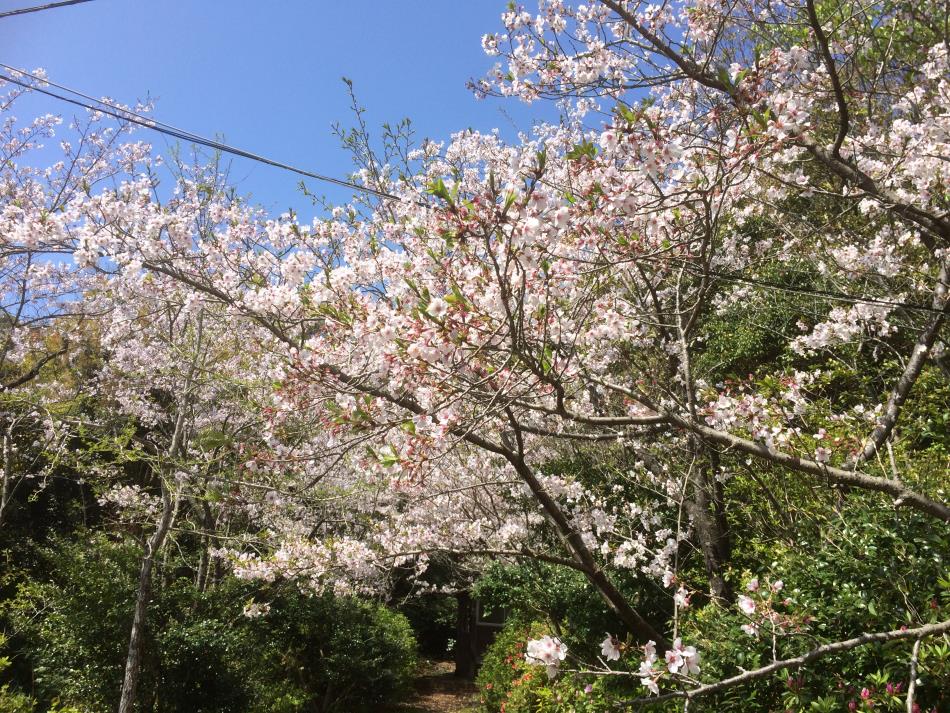 桜