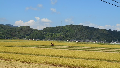 上津浦稲刈り　２