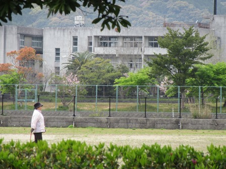 開花情報