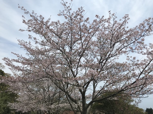 天草の桜