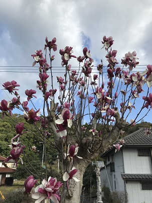 木蓮と空