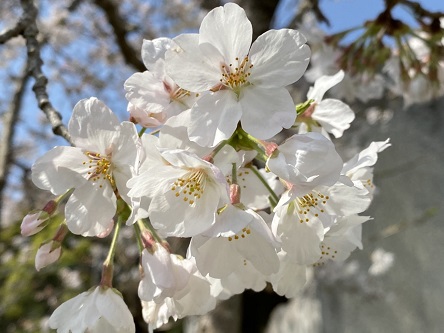 桜はいいよな
