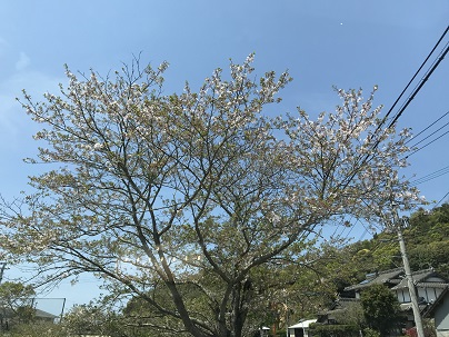 散り桜