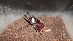 カブトムシ