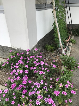 日日草　１
