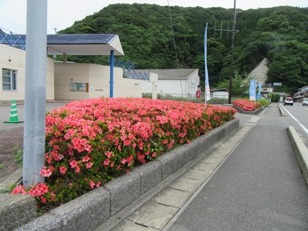 コミセンのさつき