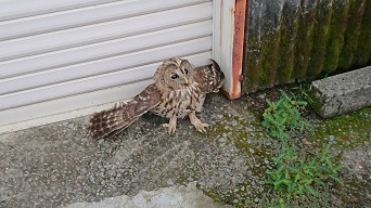 フクロウ　１