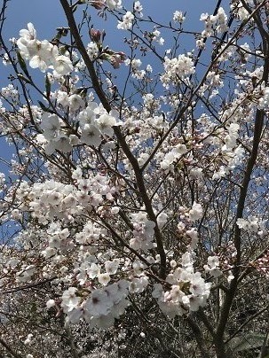 桜アップ画