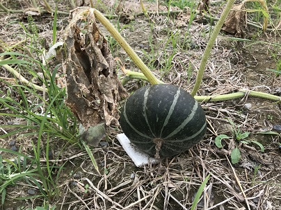 かぼちゃ　１