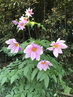 11月ピンクの花