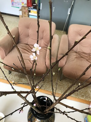 咲いた桃の花