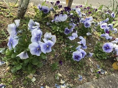パンジー紫