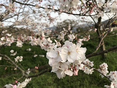 西中グラウンド桜