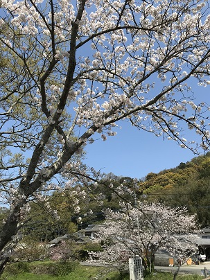 竜の桜　１