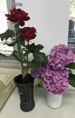 紫陽花と薔薇