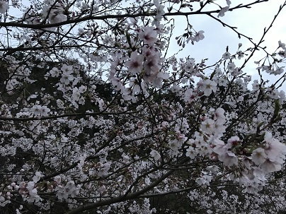 坂の桜　２