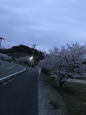 ちり行く桜